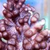 مرجان سینولاریا انگشت چرمی Sinularia Finger Leather Coral