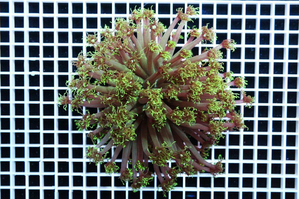 Green flower pot coral