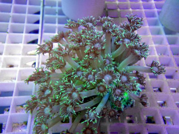 Green flower pot coral