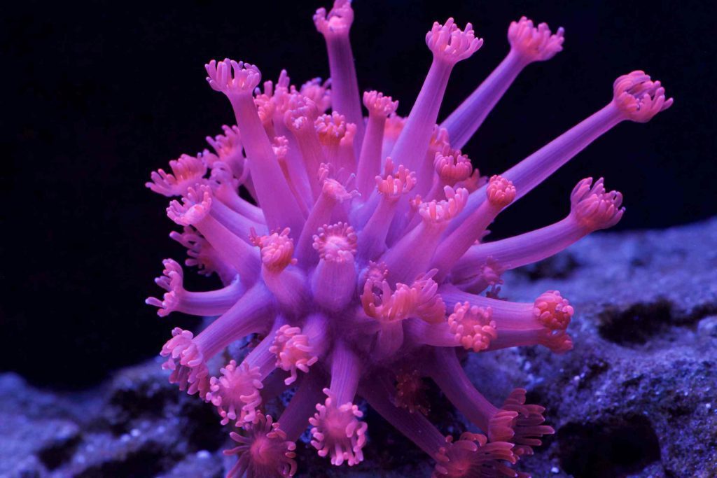 pink flower pot coral