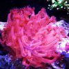 pink flower pot coral