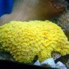 Yellow Flower pot coral