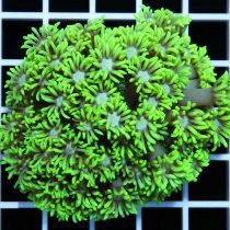 مرجان شقایق سنگ پلیپ کوتاه سبز
