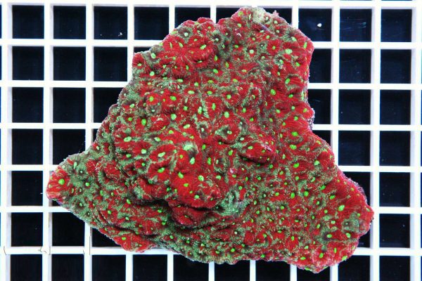مرجان فاویتس قرمز و سبز