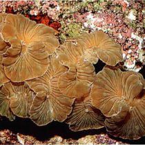 Fox coral
