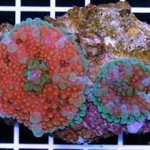 Multicolor Ricordea Yuma Mushroom Coral
