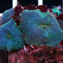 مرجان قارچی سبز آبی