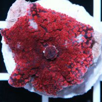 ماشروم کهکشانی خال قرمز interstellar red spot mushroom coral