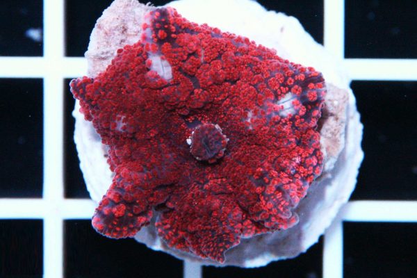 ماشروم کهکشانی خال قرمز interstellar red spot mushroom coral