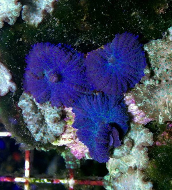 blue rhodactis mushroom coral