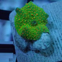 Orange Spotted green Mushroom Coral