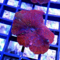 red devil Mushroom Coral