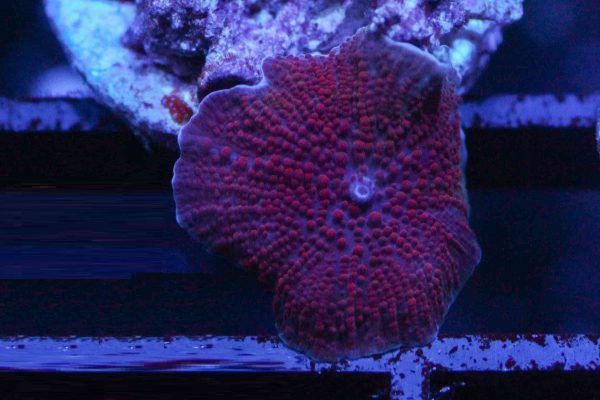 red devil Mushroom Coral