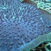 Giant Mashroom Coral