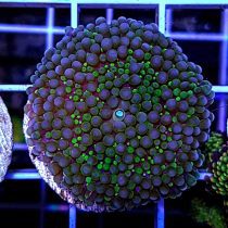 Green and Purple Ricordea florida Mushroom Coral