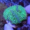 مرجان قارچی فلوریدا سبز