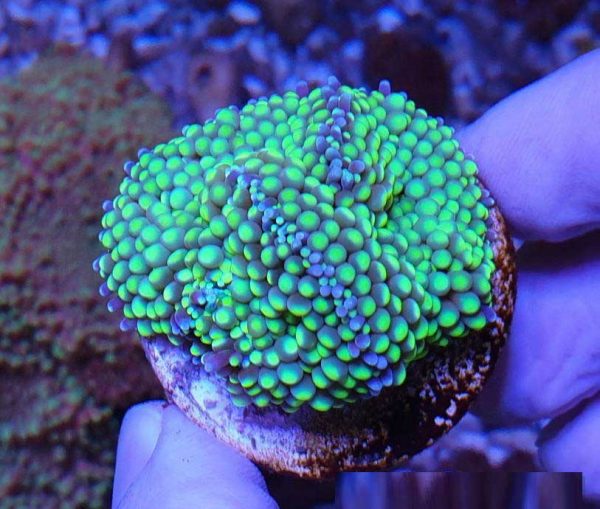 مرجان قارچی فلوریدا سبز