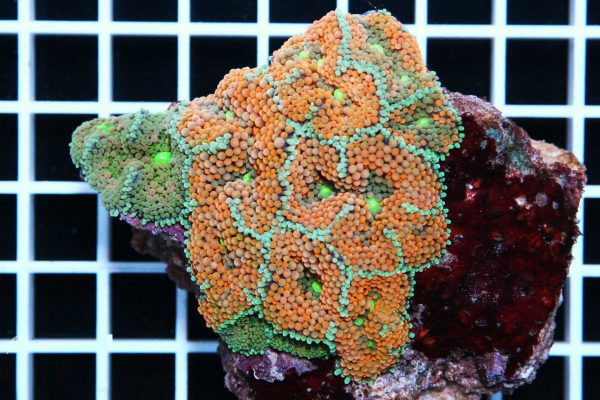 مرجان-قارچی-فلوریدا-نارنجی-سبزXL