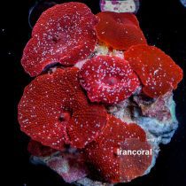 White Spotted red Mushroom Coral