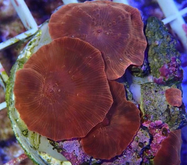 Red Orange Mushroom Coral