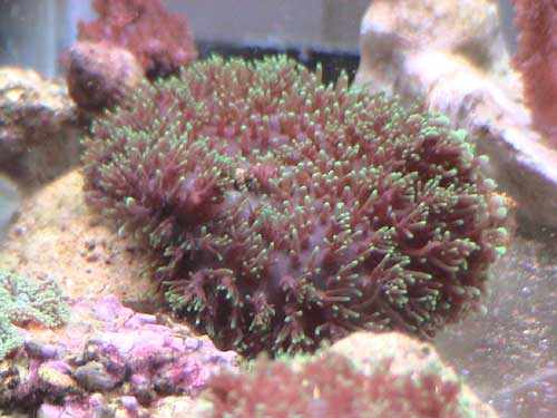 Green Hairy Mushroom Coral