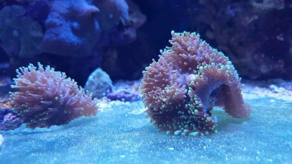 Green Hairy Mushroom Coral