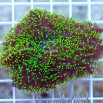 ماشروم پرزدار سبز نئون