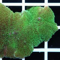Super Green Elephant Ear Mushroom