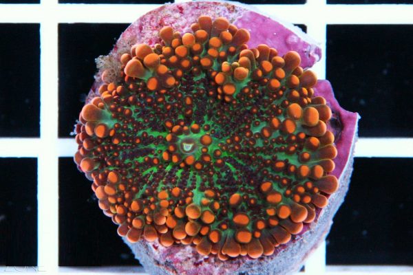 orange & green Ricordea Mushroom Coral