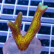 Yellow Birdsnest Coral