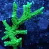 مرجان لانه پرنده سبز نئون Neon Green Birdsnest Coral