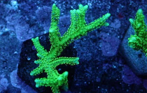 مرجان لانه پرنده سبز نئون Neon Green Birdsnest Coral
