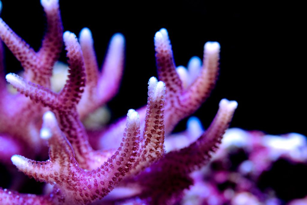 Pink Birdsnest Coral