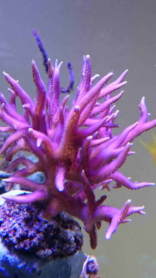 Pink Birdsnest Coral