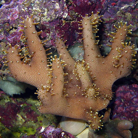 Devil's Hand Leather Coral