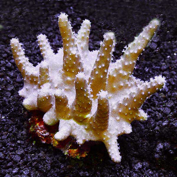 مرجان لوبوفیتوم انگشتی Devil's Hand Leather Coral