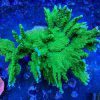 Green Elkhorn Montipora Coral