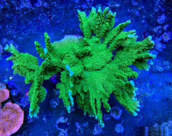 Green Elkhorn Montipora Coral