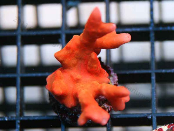 Orange Setosa Montipora Coral