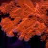 Orange Setosa Montipora Coral