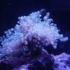 White frogspawn bleaching coral