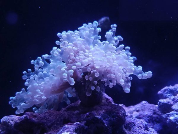 White frogspawn bleaching coral