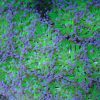 purple tip frogspawn coral