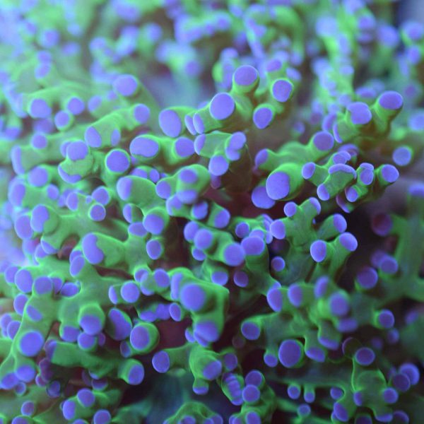 purple tip frogspawn coral
