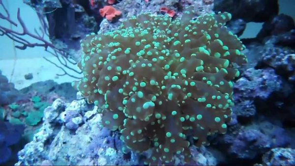 Green tipped Frogspawn Coral
