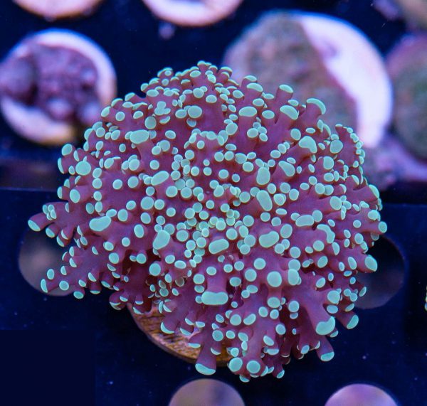 Green tipped Frogspawn Coral