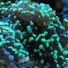 neon green tips frogspawn coral