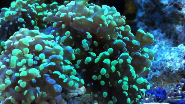 neon green tips frogspawn coral