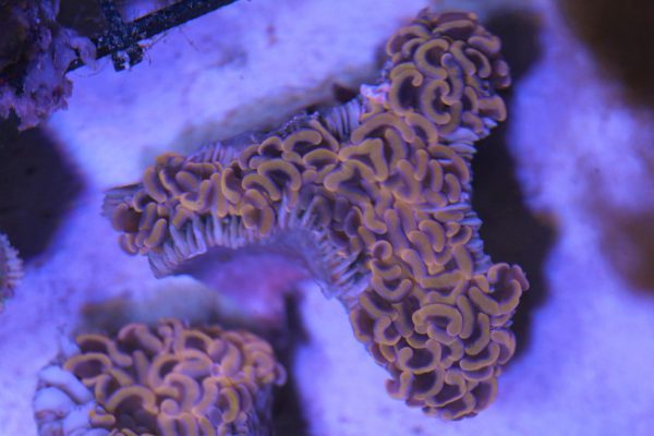 orange Hammer coral