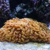 orange Hammer coral